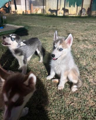 Cuccioli Siberian Husky