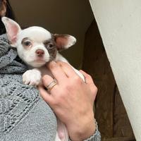 Chihuahua di 2 mesi pelo corto