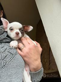 Chihuahua di 2 mesi pelo corto