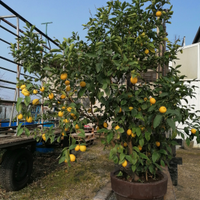 Pianta di limoni oltre 30 anni
