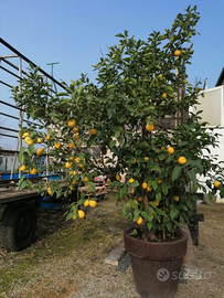 Pianta di limoni oltre 30 anni