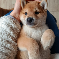 Cucciolo Shiba con Pedigree
