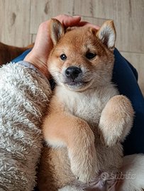 Cucciolo Shiba con Pedigree