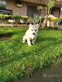 Husky siberiano