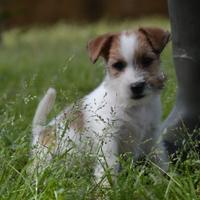 Jack Russell Terrier - Cuccioli Selezionati