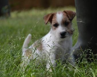 Jack Russell Terrier - Cuccioli Selezionati