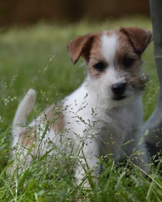 Jack Russell Terrier - Cuccioli Selezionati