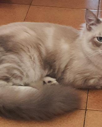 Cuccioli maschi ragdoll 6 mesi disponibili