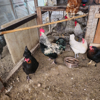 Marans argento