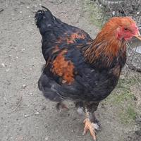 Giovane gallo BRAHMA
