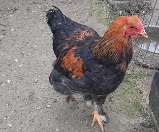 Giovane gallo BRAHMA