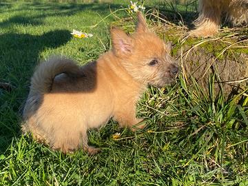 Cuccioli di Norwich Terrier