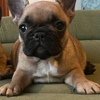 Bulldog Francese