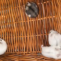 Criceto Russo Addomesticato