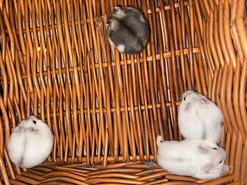 Criceto Russo Addomesticato