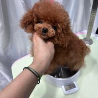 Spettacolari barboncini maschi red toy e mini toy