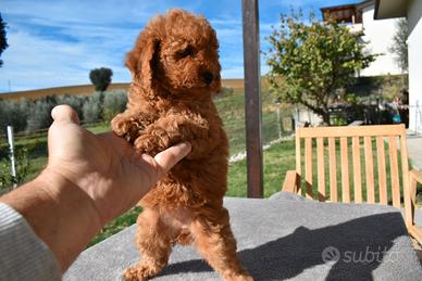 Barboncino Red Nano / Toy