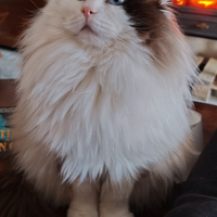 Maschio Ragdoll disponibile per monta