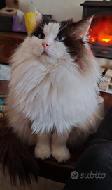 Maschio Ragdoll disponibile per monta