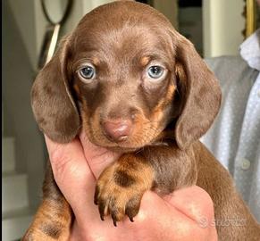 Cuccioli di bassotti cioccolato maschi femmine