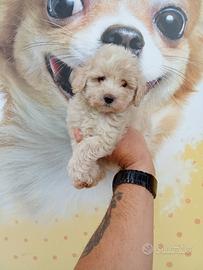 Barboncino mini toy femmina Cento giorni