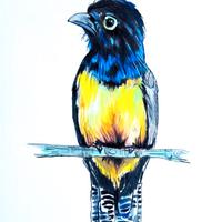 Quadro Trogone violaceo della Guyana 