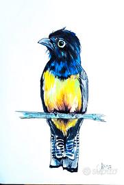 Quadro Trogone violaceo della Guyana 