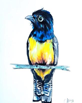 Quadro Trogone violaceo della Guyana 