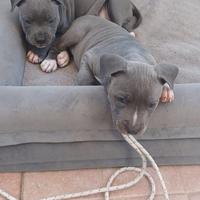 AmStaff con pedigree