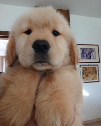 Golden retrievr americani