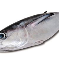 Licenza di pesca quota Alalunga