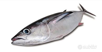 Licenza di pesca quota Alalunga