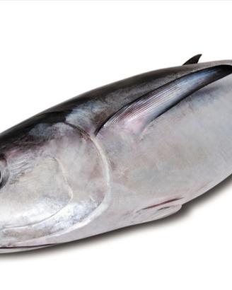 Licenza di pesca quota Alalunga