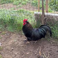Gallo cocincina nera