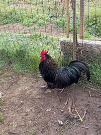Gallo cocincina nera