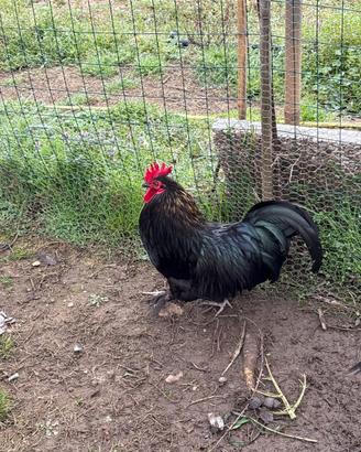 Gallo cocincina nera