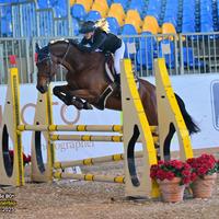 Cavallo castrone sella italiano