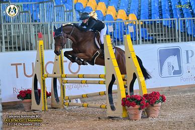 Cavallo castrone sella italiano
