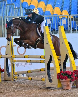 Cavallo castrone sella italiano