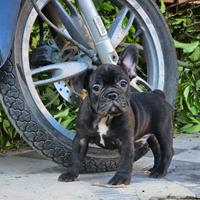 Bulldog Francesi