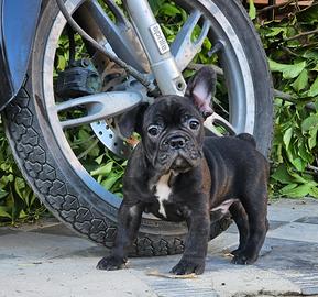 Bulldog Francesi