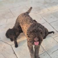 Lagotto Romagnolo gravida
