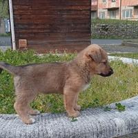 Cucciola meticco
