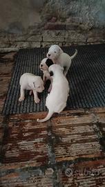 Splendidi Cuccioli di Dogo Argentino