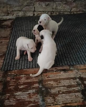 Splendidi Cuccioli di Dogo Argentino