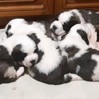 Cuccioli di San Bernardo con Pedigree