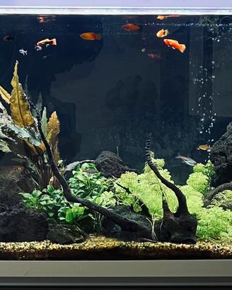 Acquario 110L Completo | Mobile Juwel Rio + LED