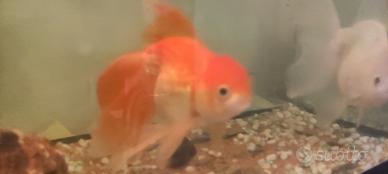 Oranda