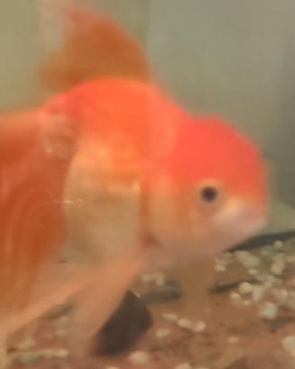Oranda