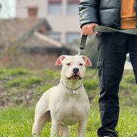 Cuccioli di Pitbull